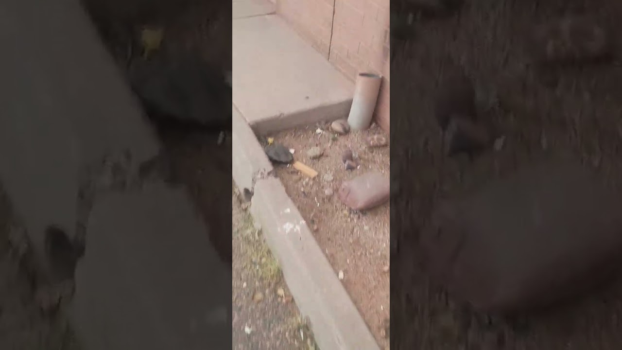 Cleaning and painting kilts on burnt down bank, trying to save it make it into office. 👍