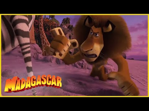 DreamWorks Madagascar em Português | Dividiendo la isla | Dibujos animados para niños