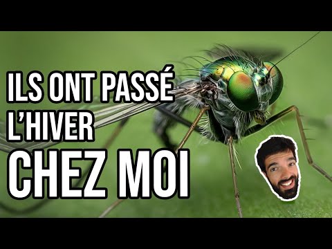 Vidéo: Où Se Cachent Les Moustiques ?