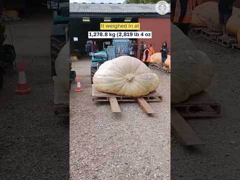 Record-breaking HUGE pumpkin