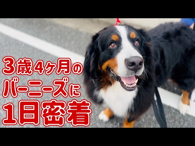 A Day in the Life of Our 3-Year-Old Bernese Mountain Dog (3y4m
