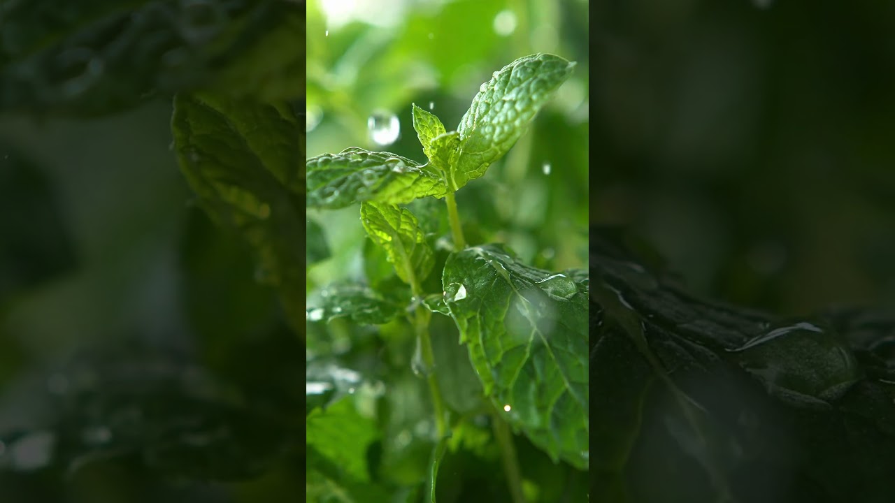 Watermelon Mint Cooler for Heat Relief 
