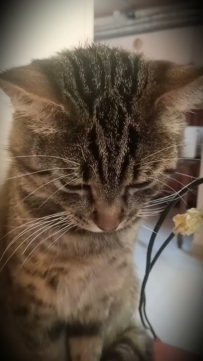 #угар🤣 #говорящиекоты 😼#дресировка #юмор #озвучка #самый_грусный_кот ...