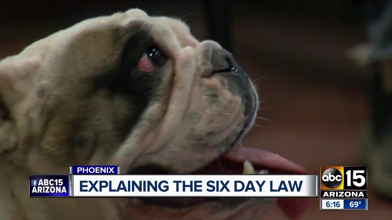 Who owns this dog? YouTube