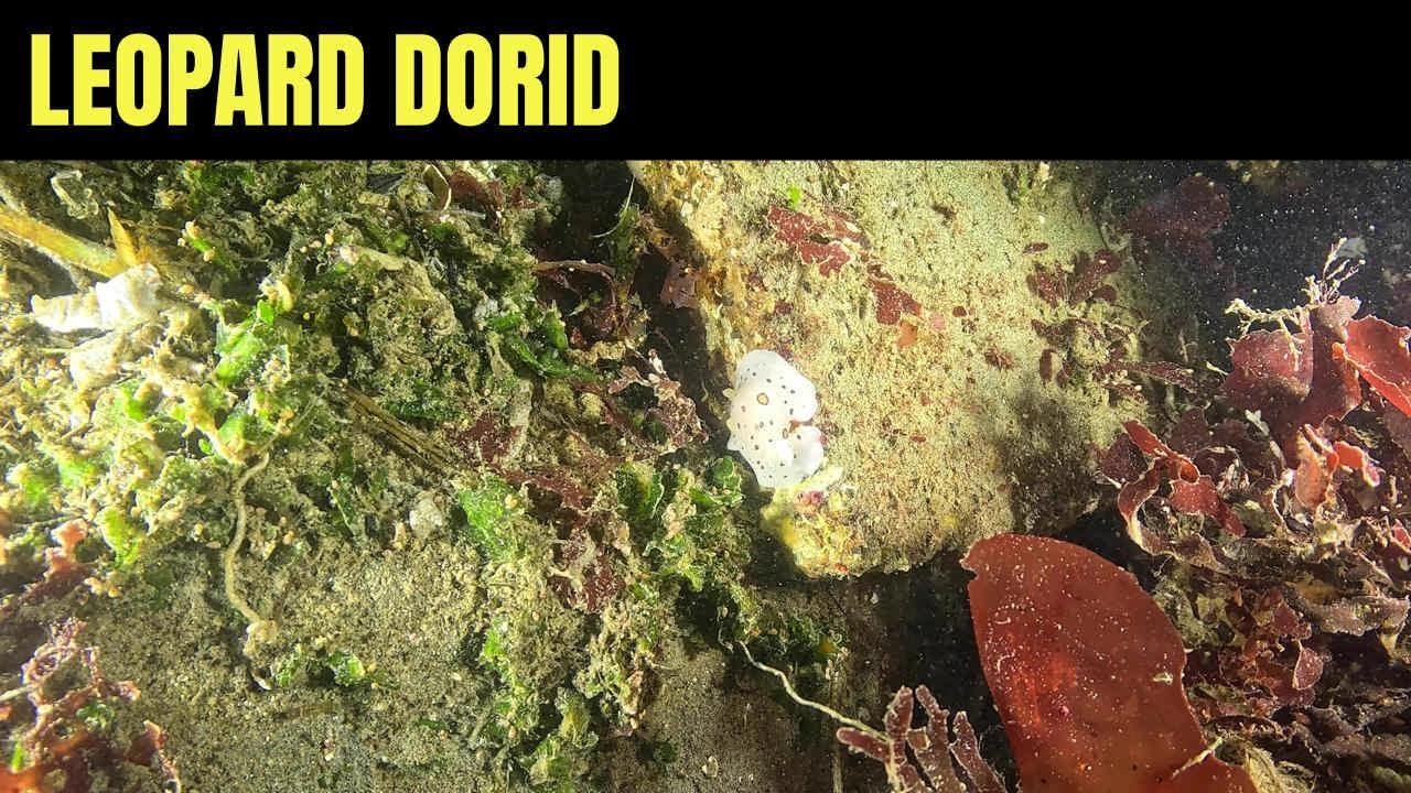 Леопард Дорид 4 | Морская Дикая Природа Моря Салиш