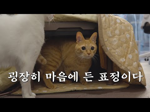 I made a cat kotatsu for the cats.