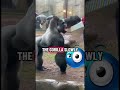 This gorilla has a funny reaction🥰🤣 #shorts