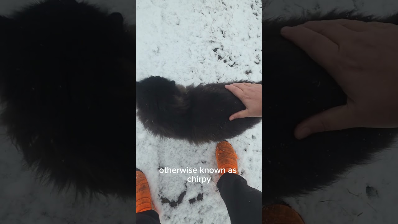 #blackcat greet