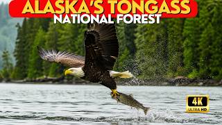 Inside Tongass National Forest Alaska | Untouched Wilderness
