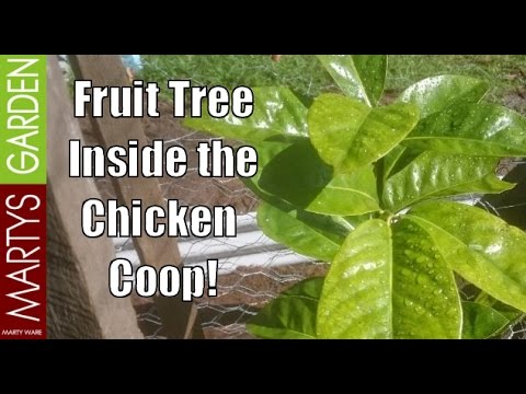 How to winterize our chicken coops - YouTube Permaculture Chicken Coop Part 3 Fruit Tree Planting - YouTube