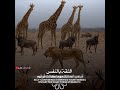 اجمل حالات واتس اب جديده الثقه بالنفس ترعب أعدائك مهما كانت قوتهم حالات انستقرام 