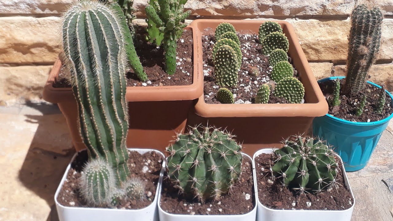 Kaktüsler saksı ve toprak değişimi/Kaktüs dikimi /Valide topuzu kaktüs :)