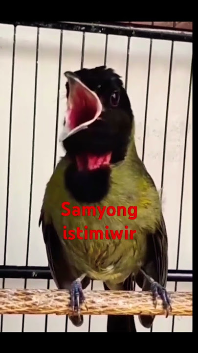 suara burung samyong gacor istimiwir 😛😛😛😛