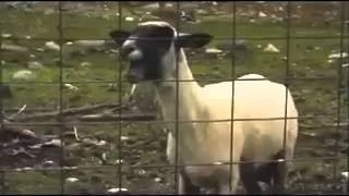 VID 20131114 WA0004