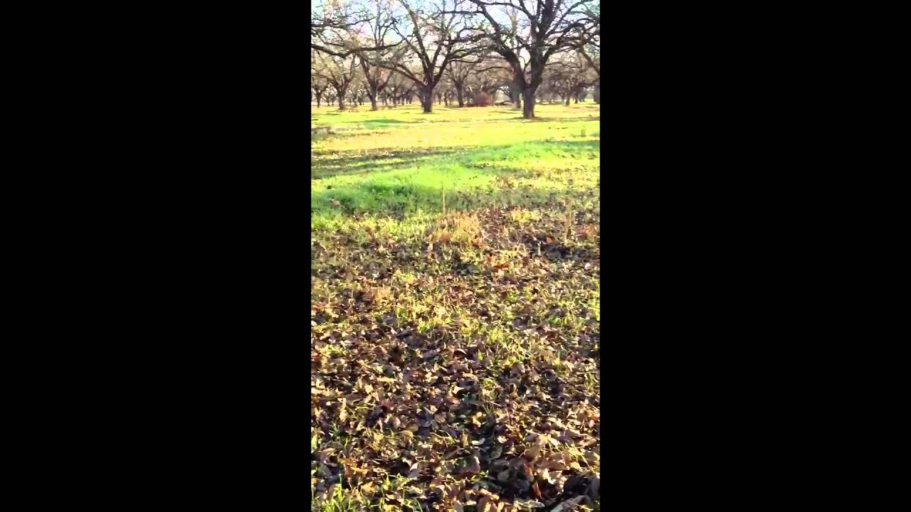 Harvest of Inshell Pecans