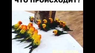Нашествие попугаев