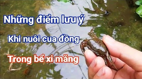 Những điều cần biết khi nuôi cua đồng trong bể xi măng | Chốn Quê Youtube
