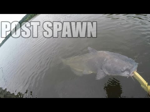 catfish spawn pt. 2 with Themangler.com from YouTube · Duration: 5 minutes · 567 views · uploaded on 3/31/2012 · uploaded by FishingItUp11 catfish spawn pt. 2 with Themangler.com from YouTube · Duration: 5 minutes · 567 views · uploaded on 3/31/2012 · uploaded by FishingItUp11