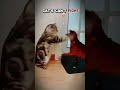 Cats Kung Fu 💀🗿