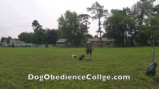 Piper, Lab Puppy During A Holland Dog Training Class With Dog Obedience College