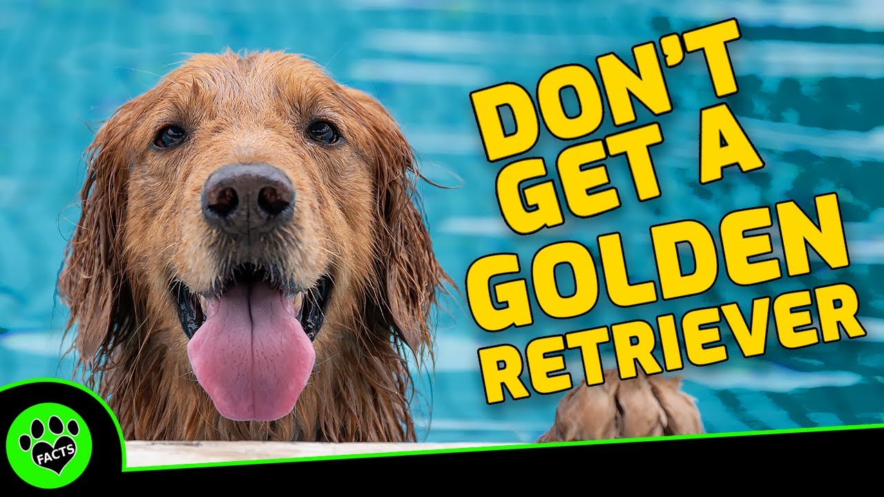 5 Reasons Not To Get A Golden Retriever Dogs 101 YouTube