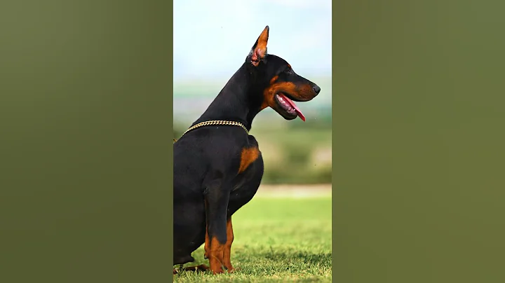 #doberman #dobermanlove #dog #hunterprogeny #hunter #puppies #erdemayazz #2023 #huntervitalscreen