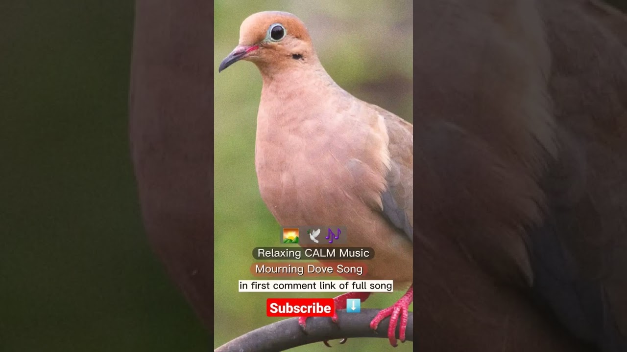 Obejrzyj Relaxing CALM Music 🎶 🎵 | Mourning 🌄 Dove 🕊 song 🎵 w YouTube Obejrzyj Relaxing CALM Music 🎶 🎵 | Mourning 🌄 Dove 🕊 song 🎵 w YouTube