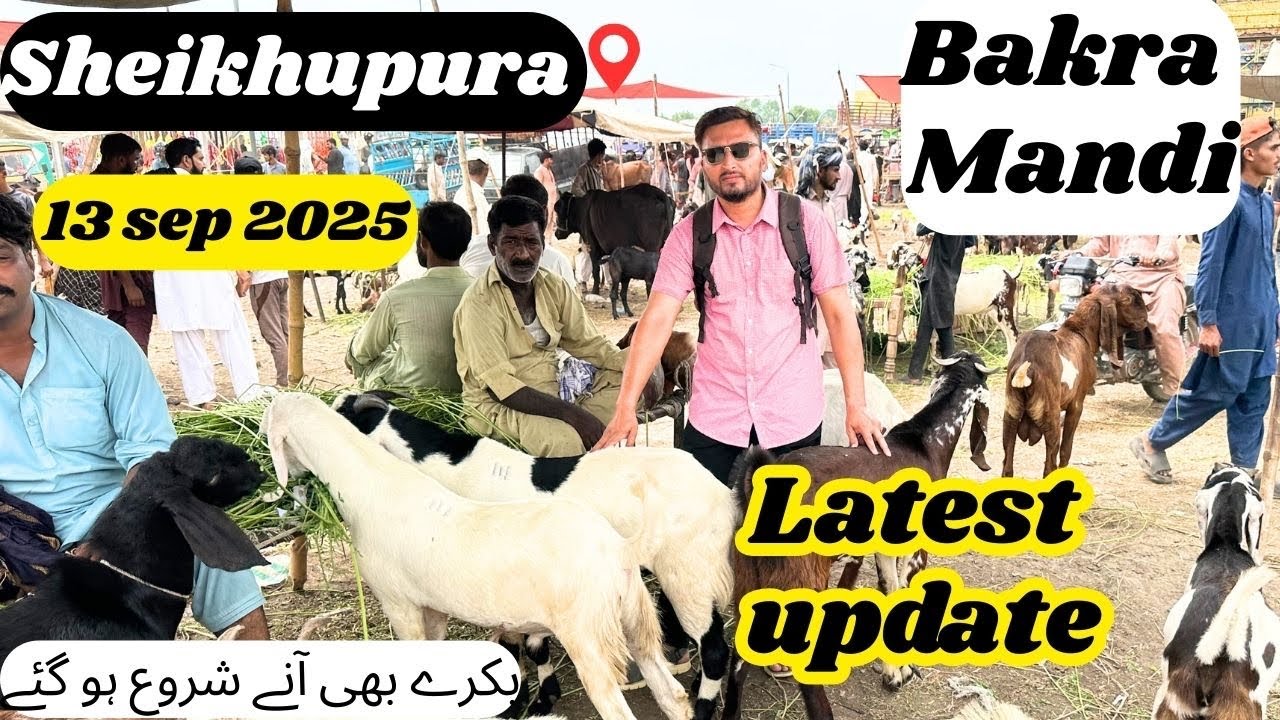 Sheikhupura Bakra Mandi |  latest Rates today updated #bilaltariqvlogs 