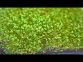 How to Grow Cress Microgreens How to Grow Cress Microgreens