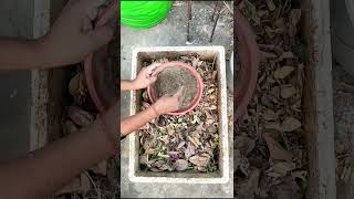 सब्जियों के छिलकों से फ्री की खाद आसानी से बनाएं #gardening #viralshort #fertilizer