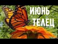 ТЕЛЕЦ ♉️ ИЮНЬ 🌼 прогноз-подсказка на ИЮНЬ