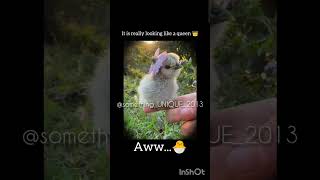 Looking Like A Queen Cute Duckling