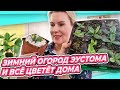 ЦВЕТУЩИЙ ДОМ В ЯНВАРЕ | ЭУСТОМА ПЕРЕСАДКА | ФОРМИРОВАНИЕ ЛИМОНА