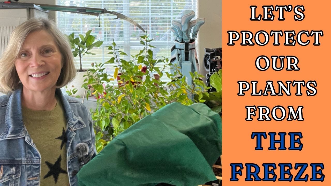 Let's Protect Our Plants From The Freeze - YouTube