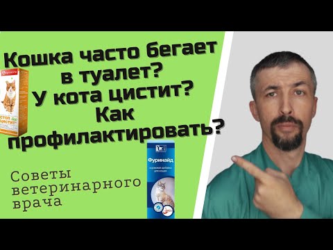 Профилактика цистита у котов и кошек