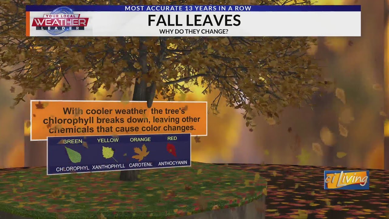 Why Do Leaves Change Colors? | Ask Your Meteorologist