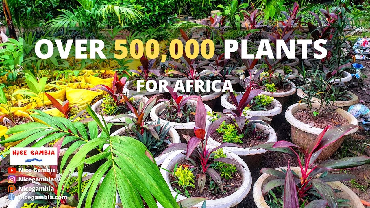 Over 500,000 Nursery Tree Gardening in The Gambia | Business and Entrepreneurship in The Gambia