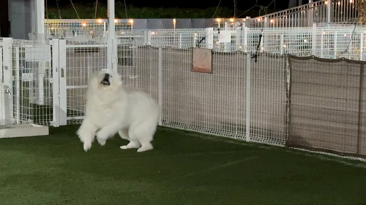 飼い主をおちょくる時はノリノリです