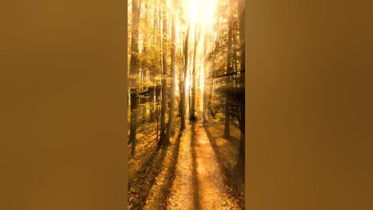try-please-not-to-fall-asleep-after-watching-this-relaxation-video