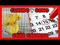 CUANDO EMPEZAR A CRIAR CANARIOS 🐤 COMO CRIAR CANARIOS PASO A PASO | CRIA DE CANARIOS