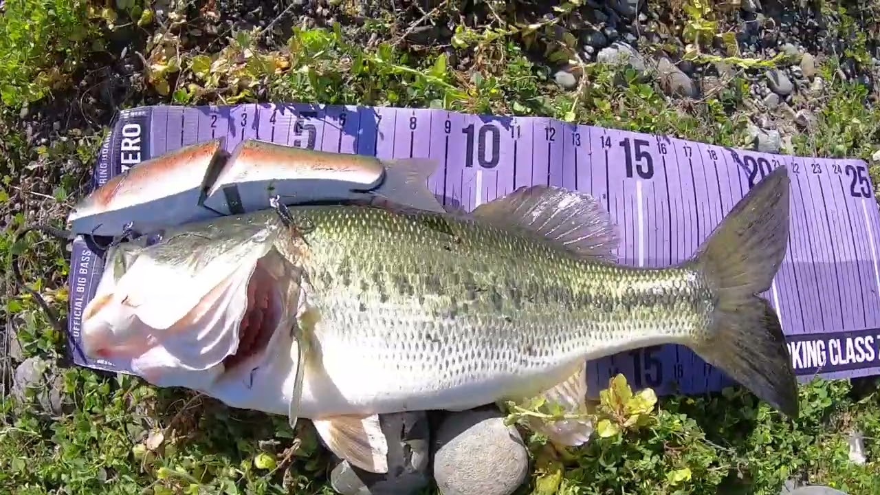 Roman Made Mother Eater