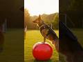 K9 Military Jump Training in Action#k9dog#militarydogs