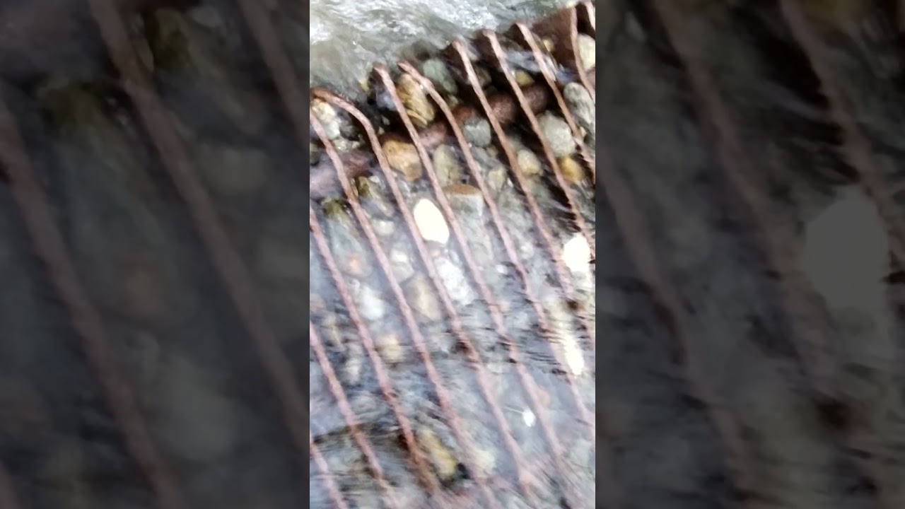 Uscita serale sul Cervo. Zero oro, ma contesto interessante.(2)