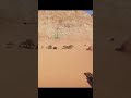 Planet Zoo Cinematic Route Editor Camera Tutorial. #shorts