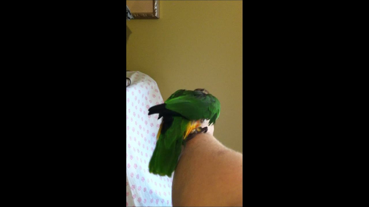 camera iphone 8 plus apk Pogo the Caique