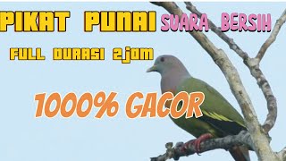 SUARA PIKAT BURUNG PUNAI 1000% AMPUH‼️DURASI PANJANG