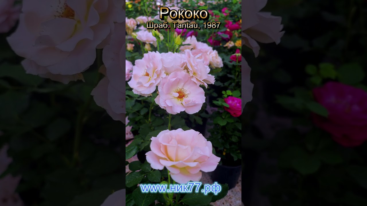 Роза Рококо - Rokoko (Tantau, 1987)