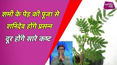 शमी के पेड़ की पूजा से शनिदेव होंगे प्रसन्न, दूर होंगे सारे कष्ट | Shailendra Pandey | Astro Tak