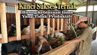 Kunci Sukses Usaha Ternak, Buang Kebiasaan Lama yang Tidak Produktif