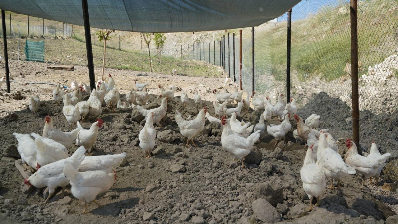 Adıyaman Belediyesi’nden sofralara ekonomik destek: Gezen tavuk yumurtası satışta